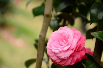 DSC_0085.JPG