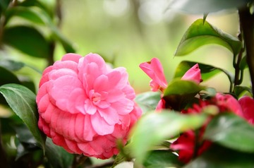 DSC_0086.JPG