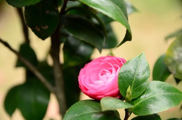 DSC_0087.JPG