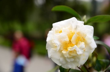 DSC_0095.JPG