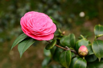DSC_0099.JPG