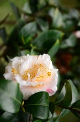 DSC_0111.JPG