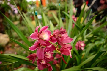 DSC_0130.JPG