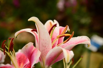 DSC_0131.JPG