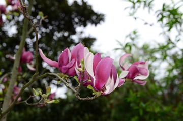 DSC_0163.JPG