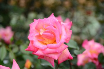 DSC_0182.JPG
