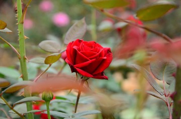 DSC_0184.JPG