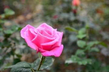 DSC_0188.JPG
