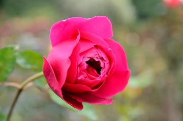 DSC_0190.JPG