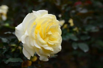 DSC_0193.JPG