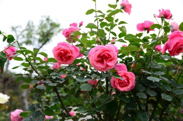DSC_0196.JPG