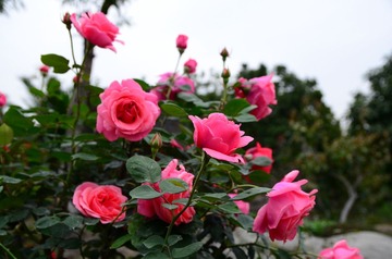 DSC_0199.JPG