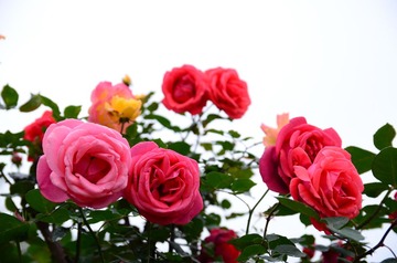 DSC_0207.JPG