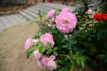 DSC_0209.JPG