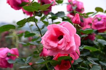 DSC_0216.JPG