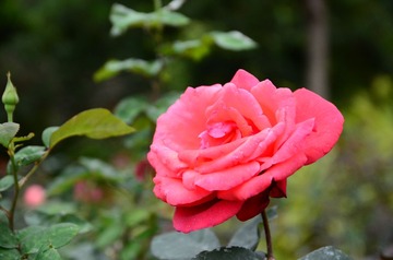 DSC_0219.JPG