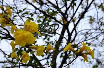 DSC_0225.JPG