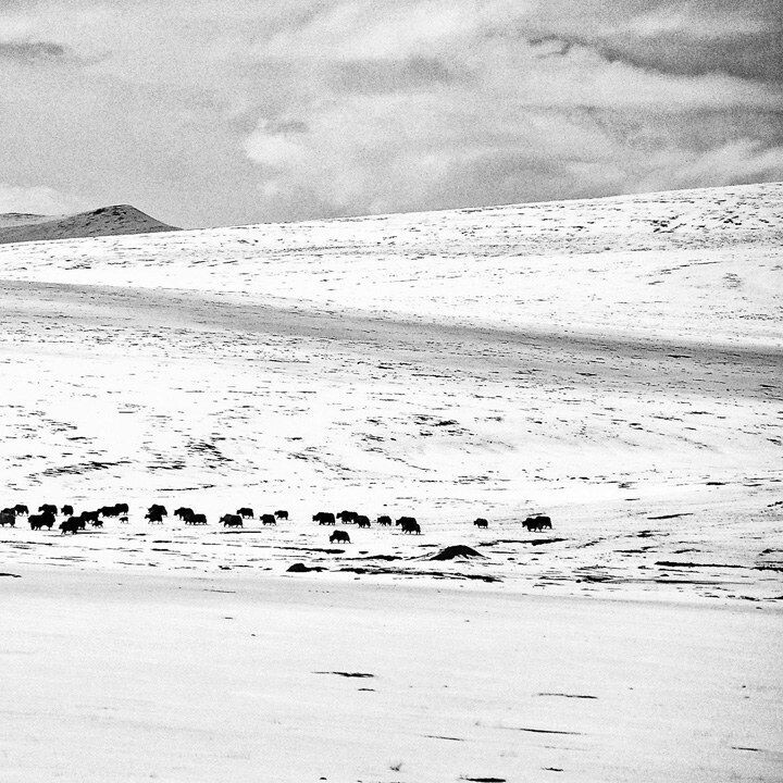 雪原<br />
西藏那曲牧场，这里的牧民过着自给自足的生活，放眼望去，数不清的牦牛……