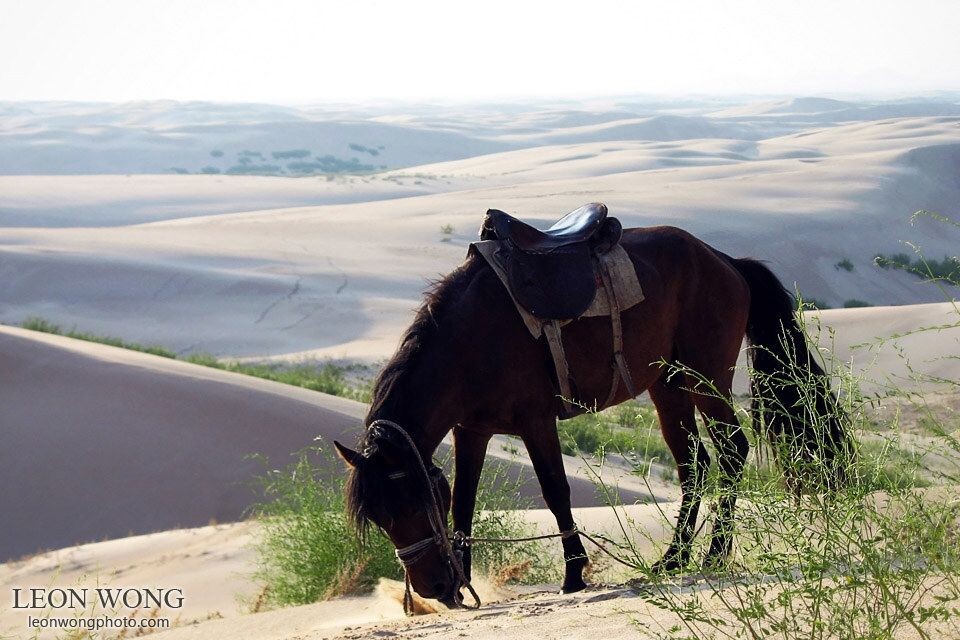 小梦想<br />
新年第一天，心中的n个小梦想，等待年底揭晓……一个个小的梦想将组成一辈子的大梦想，共勉。这是06年毕业旅行在内蒙古勃隆克沙漠骑了5天的马。