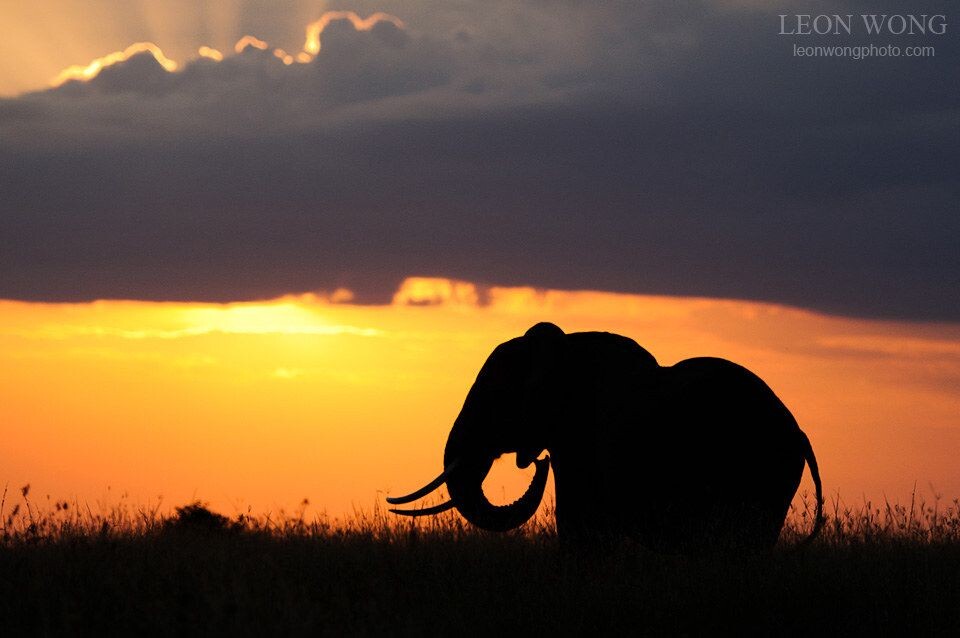 马赛马拉的黄昏-非洲象<br />
肯尼亚马赛马拉（Masai Mara）大草原