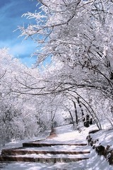 雪后黄山