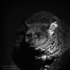 _LEO4371-编辑.jpg