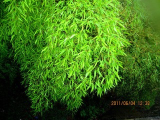 竹韵