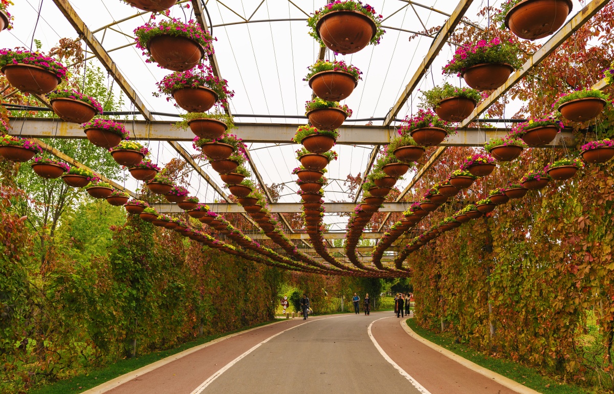东营植物园的花廊