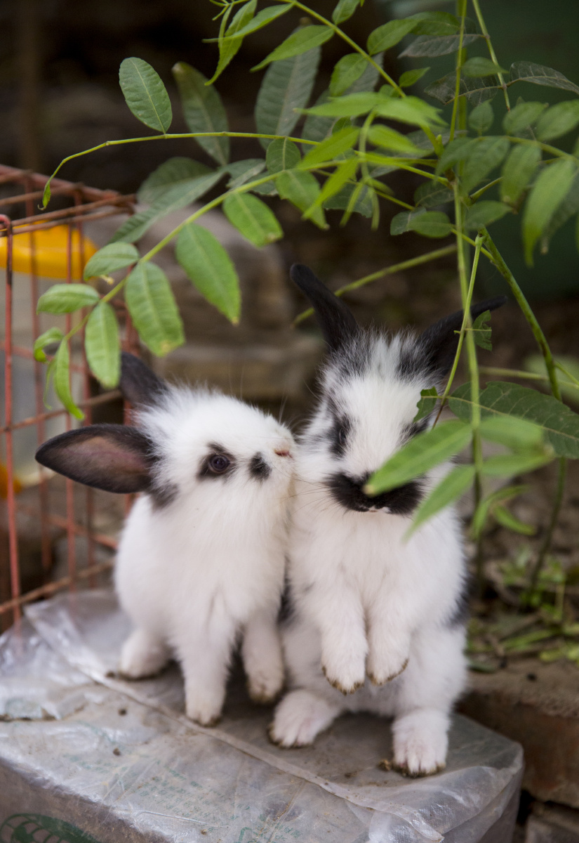 兔妈妈的小兔子