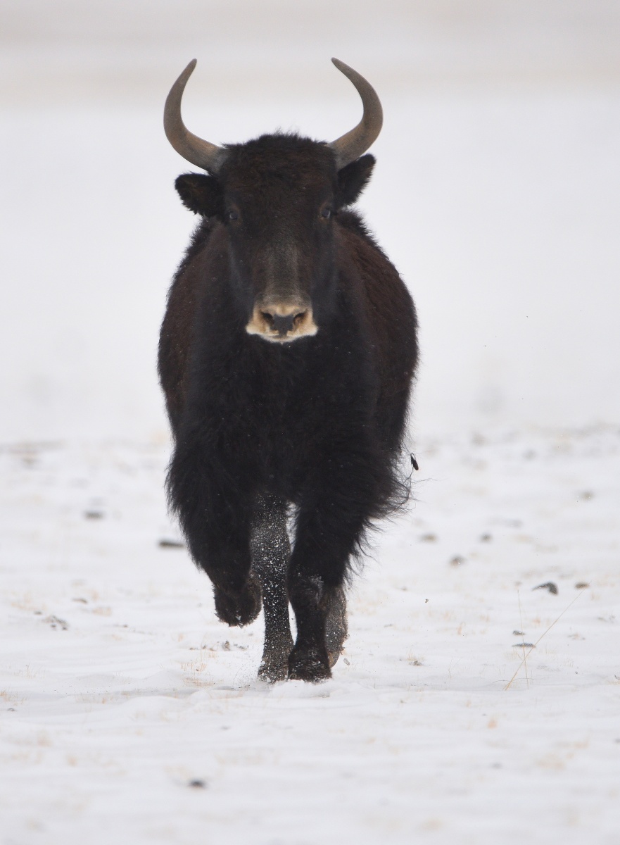 野牦牛初生牛犊不怕虎