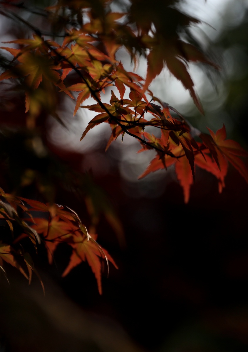 光影迷离 - 禅院菩提 - 图虫