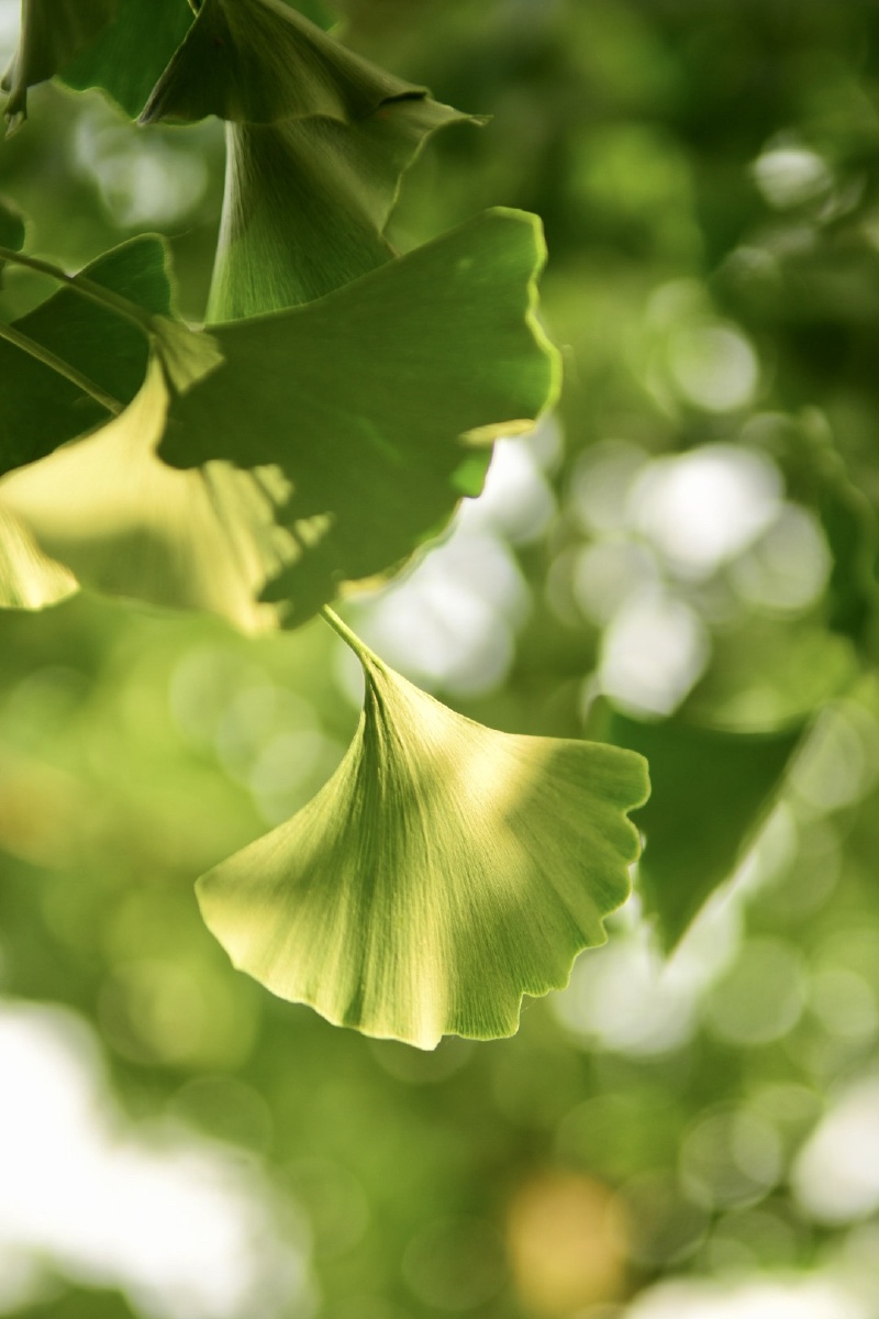 银杏叶