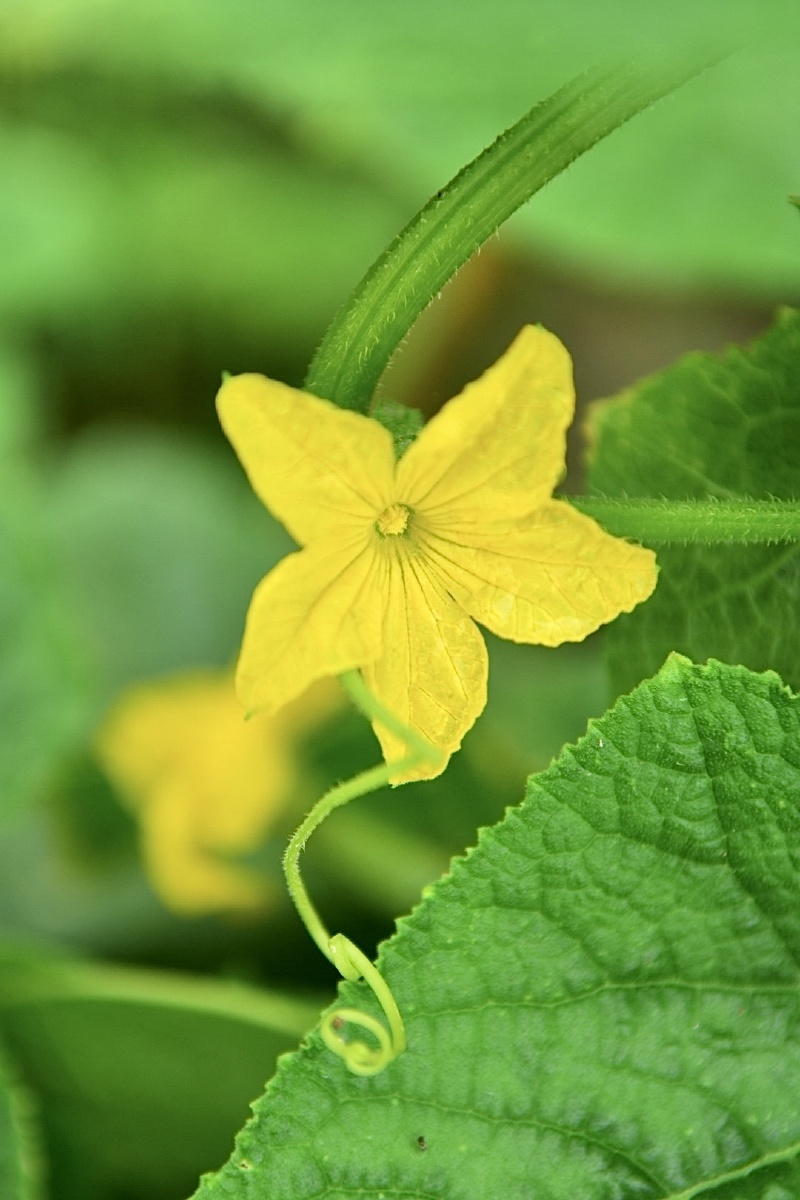 黄瓜花 - 镜小乾坤大 - 图虫