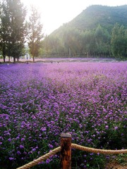 大片的花田啊~