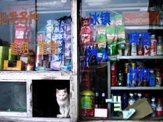商店的猫咪1.jpg