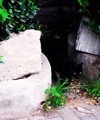 黑猫.jpg