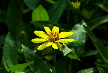 小小黄花。。。