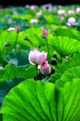 依偎