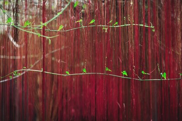 20130402-956C8468.jpg