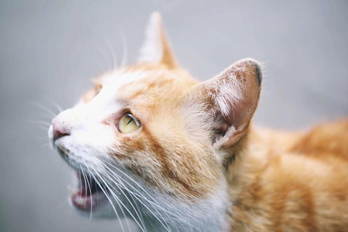 昆明蚂蚁搬家08