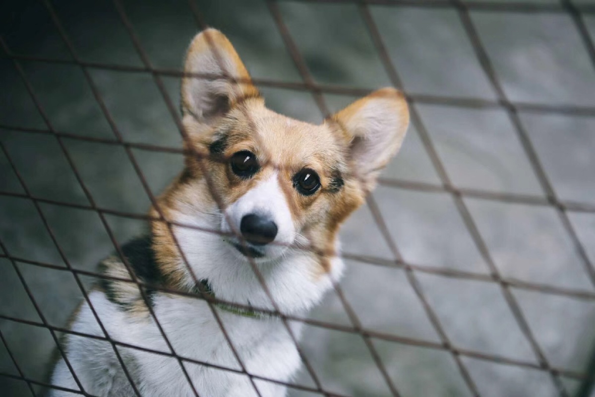 昆明蚂蚁搬家08