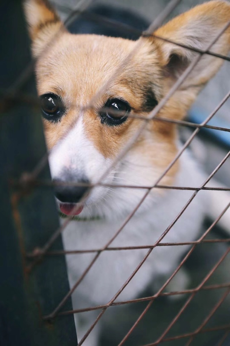 昆明蚂蚁搬家08