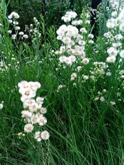 路边的野花
