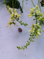 蜗牛