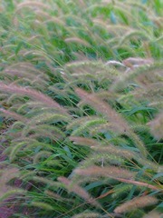 夏天快过去了吧，狗尾巴草都变黄了