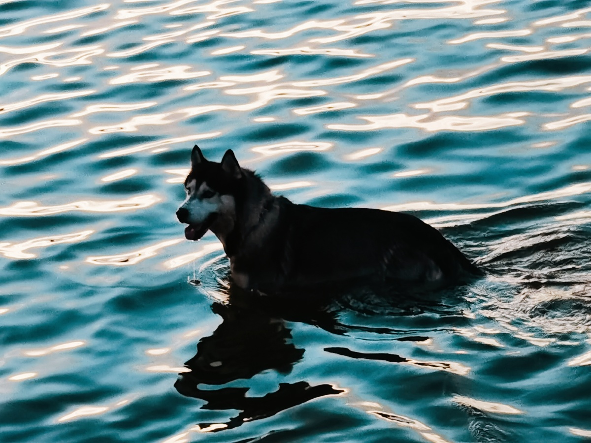 二哈哈士奇游泳