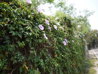 牵牛花