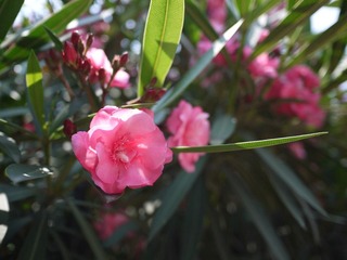 P1000432