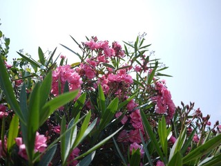 P1000431