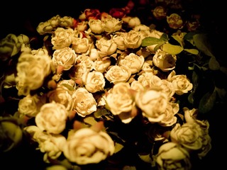P1020131-2.jpg